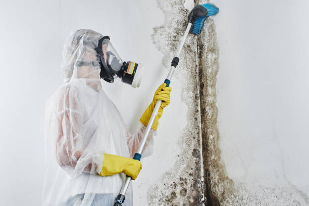 Best Mold Removal for HVAC Installations  in Rosepine, LA