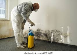 Best Basement Mold Removal  in Rosepine, LA